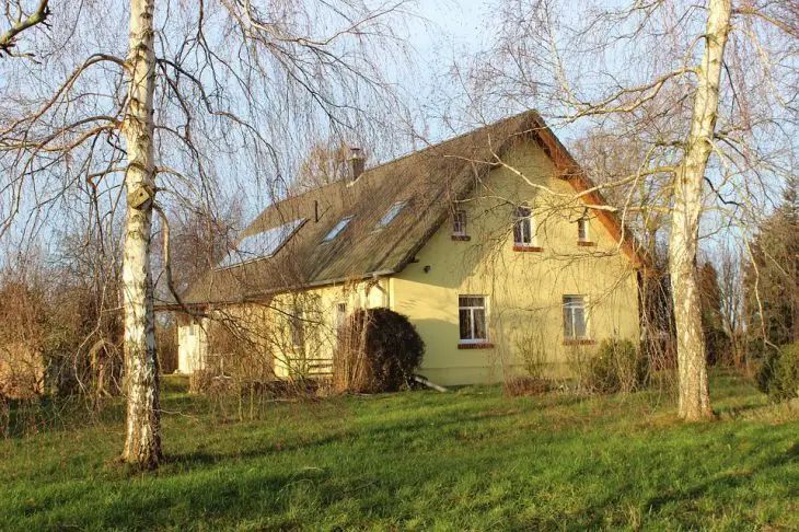 Какая польза от березовых листьев на огороде: хитрость, о которой не каждый знает дом