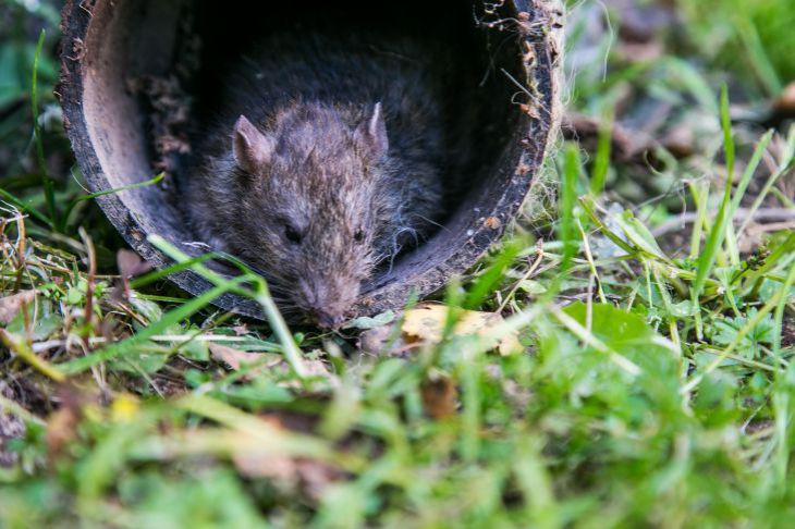 Как избавиться от грызунов: благодаря этому способу вы больше никогда не услышите мышиный писк