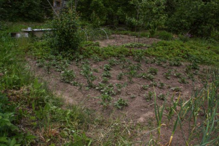 Бесплатное удобрение для восстановления почвы: результат будет лучше, чем после внесения навоза Огород