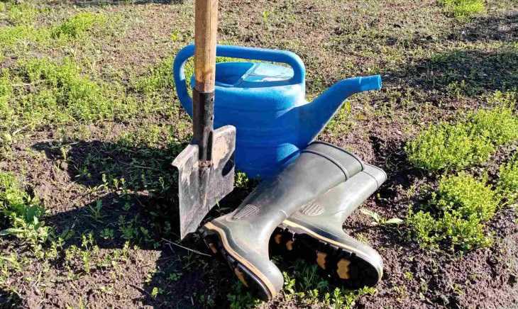 Проволочник навсегда исчезнет из огорода: проверенный на 100 % способ огород