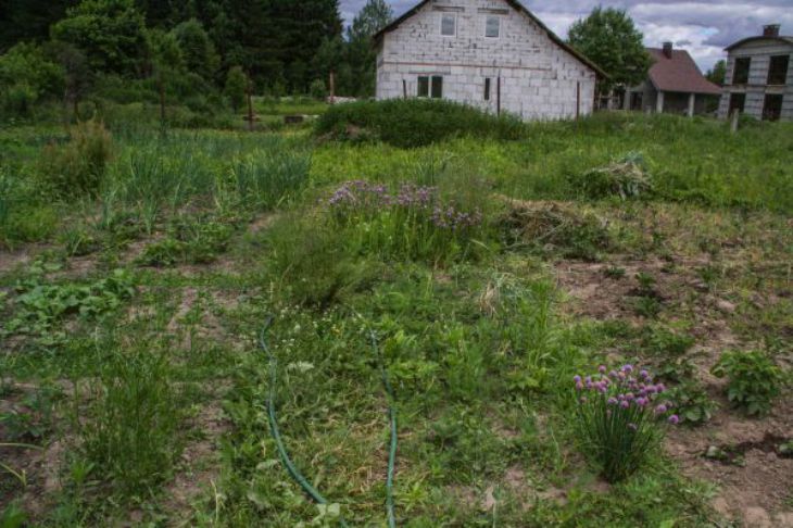 Огород, дача