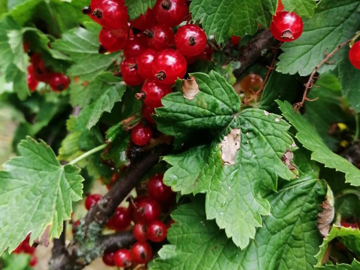 Красная смородина