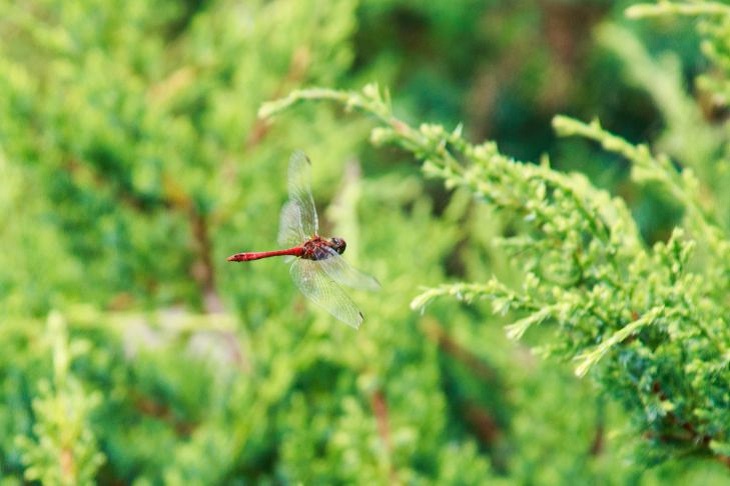 Зачем нужно привлекать стрекоз в свой сад и как это сделать: оказывается, многие об этом не знали Стрекоза
