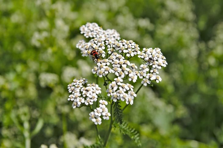 Тысячелистник