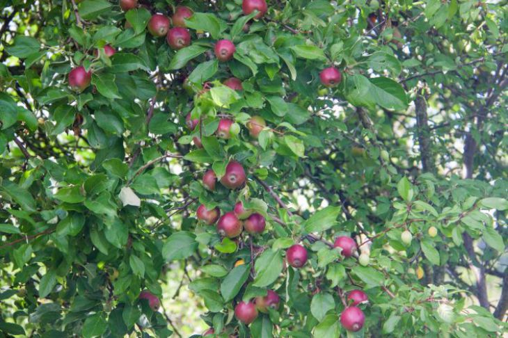 Что делать, если у яблони начала отслаиваться кора: причины и лечение,которое спасет дерево: новости, яблоня, грибок, лечение, вредители, сад иогород
