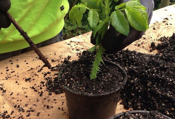 Как сделать бесплатный образователь корней: укоренит даже лопату Растение