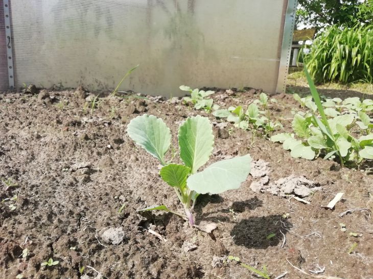 Рассада Капуста