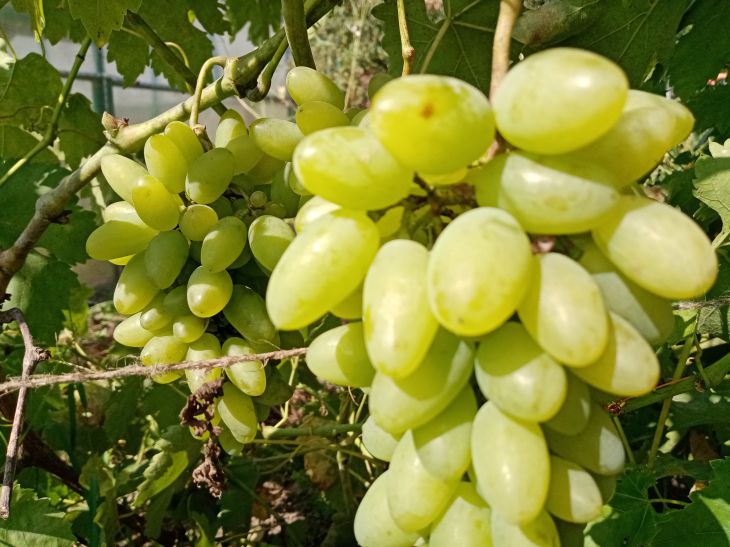 Уход за виноградом в ноябре: как правильно обрезать и чем подкормить:новости, виноград, уход, урожай, обработка, ошибки, сад и огород