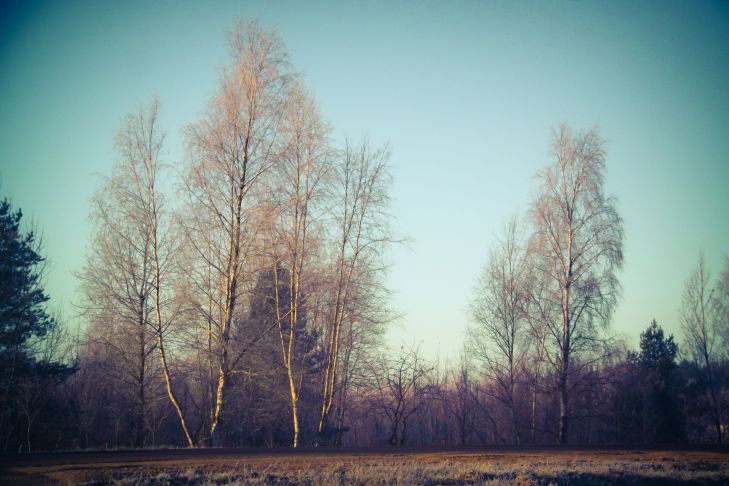 trees