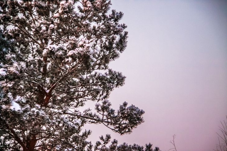 Федотов день: что нельзя делать 20 ноября Дерево