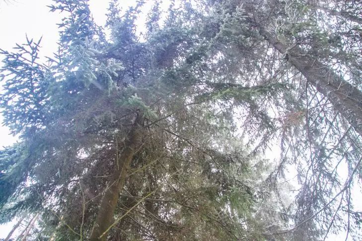 3 популярных хвойных растения очистят огород от патогенов, бактерий и вирусов: успейте посадить дерево