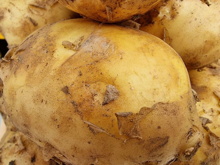 Секреты богатого урожая картофеля от голландских фермеров: новости,картофель, картошка, овощи, урожай, хитрости, сад и огород