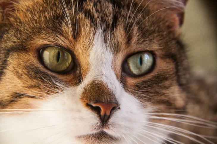 Что значит, если кошка ложится на грудь: новости, кошка, кошки, питомец,  питомцы, животные, домашние животные