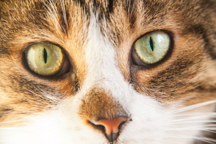 Почему кошка мяукает у двери: полезно знать кошатникам