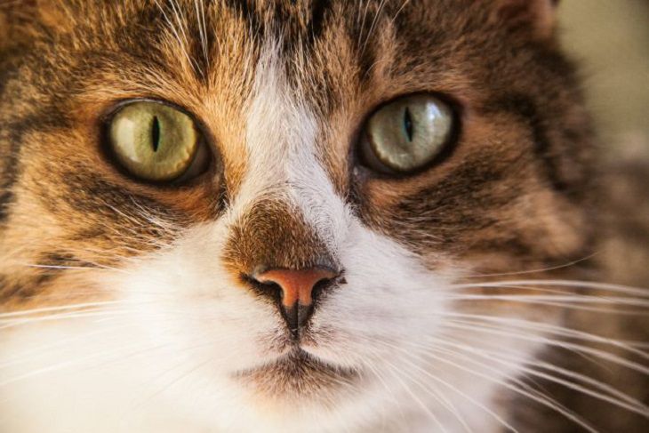 Что видят кошки, но не видят люди: интересные вещи кошка