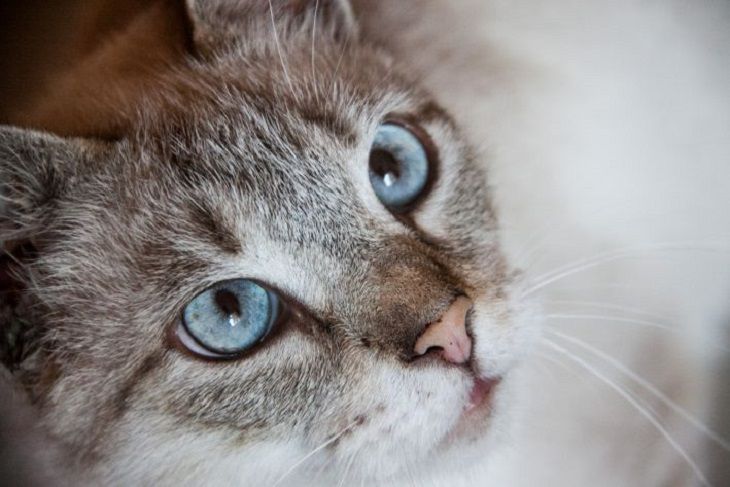 Почему кошки откликаются на «кис-кис»: ответят только эрудиты