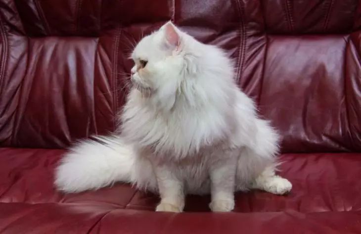 Что значит, если кошка бьет хвостом по полу: есть повод насторожиться кошка