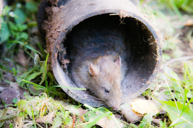 Как поступить с отравой для мышей, чтобы ее не съели домашние питомцы:  простой лайфхак: новости, мышь, грызуны, вредители, борьба, яд, сад и огород