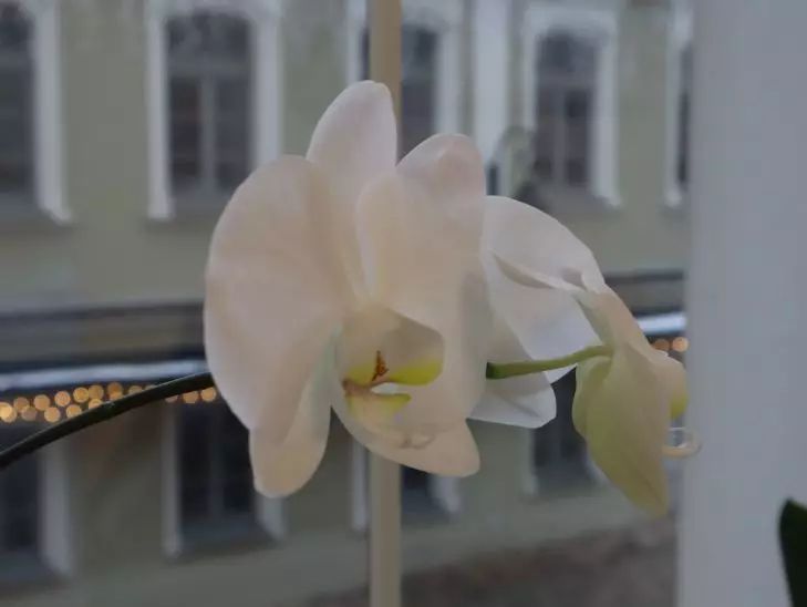 Чем полить орхидею, чтобы выпустила стрелку с бутонами: не каждый знает хитрый трюк