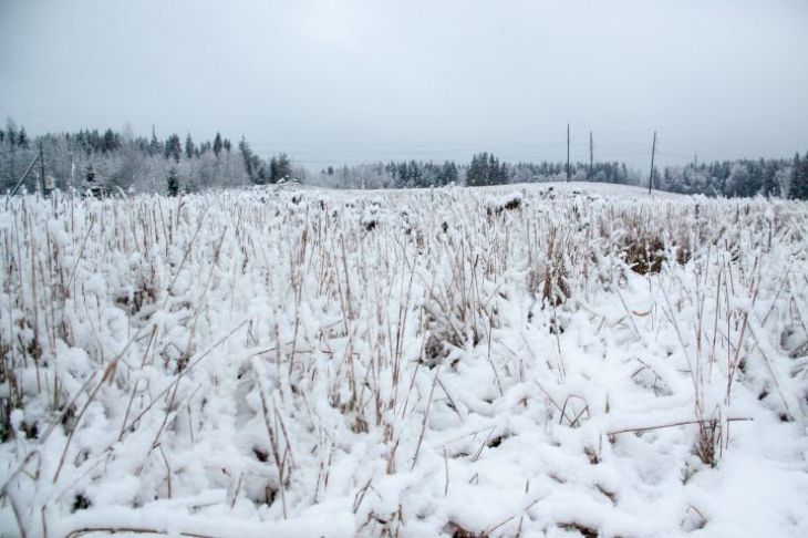 Чем укрыть растения в саду и на клумбе: 3 способа без покупки специальных приспособлений Снег