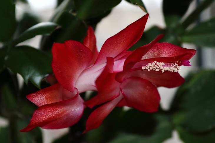 Ошибка, которая может загубить декабриста: фатальный просчет садоводов Цветок