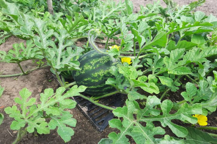 Чтобы вырастить большие и сладкие арбузы на своём огороде, воспользуйтесьэтими действенными советами: новости, арбуз, посадки, советы, уход, урожай,сад и огород