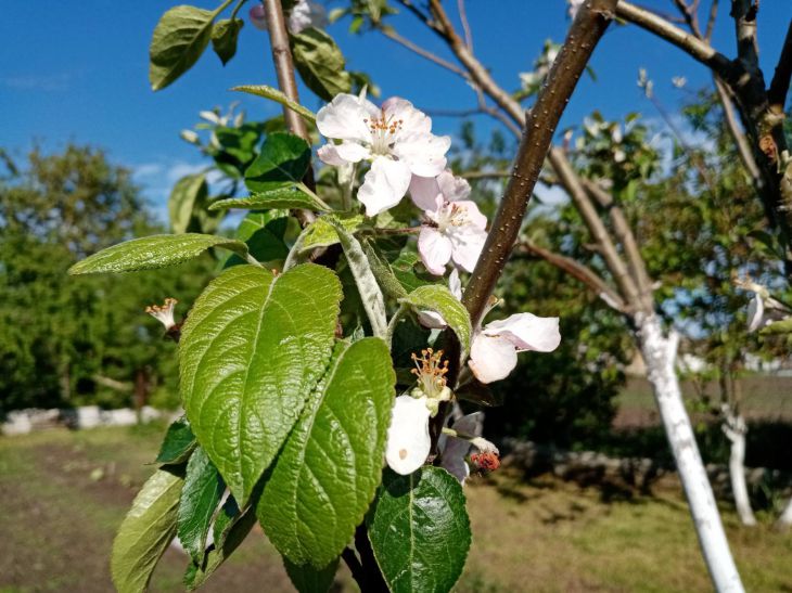Яблоня Цветок