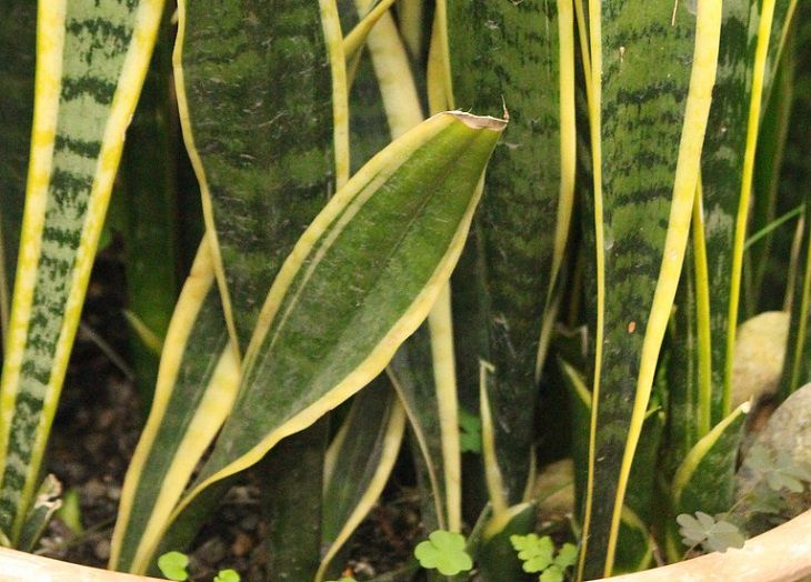 Сансевиерия 