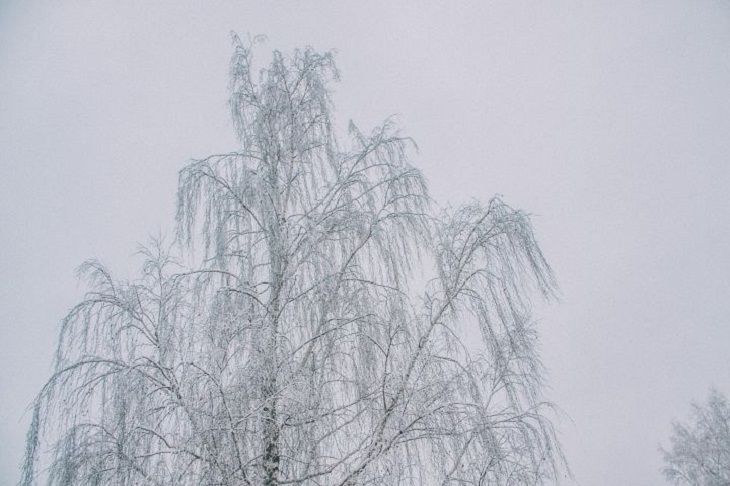 Туманы возвращаются. Синоптики рассказали о погоде 2 декабря дерево