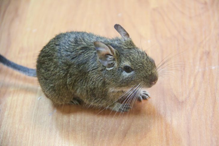 Как защитить запасы в погребе от мышей: лучший способ без отравы и мышеловок Мышь