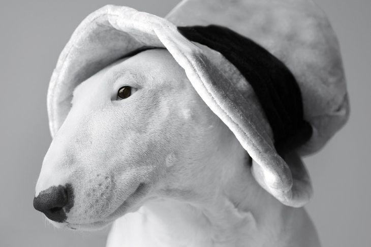 Бультерьер