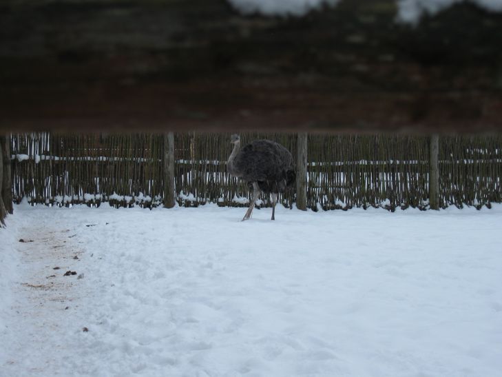 Погода в Беларуси 23 декабря удивит: что говорят синоптики страус