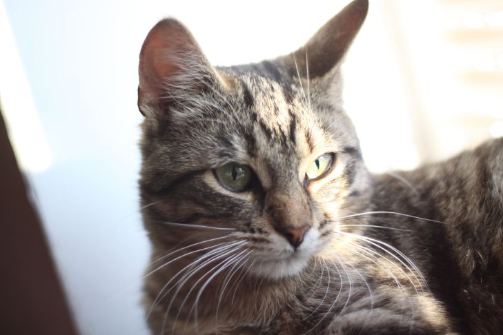 Почему кот хрюкает: причины, о которых нужно знать домочадцам Кот