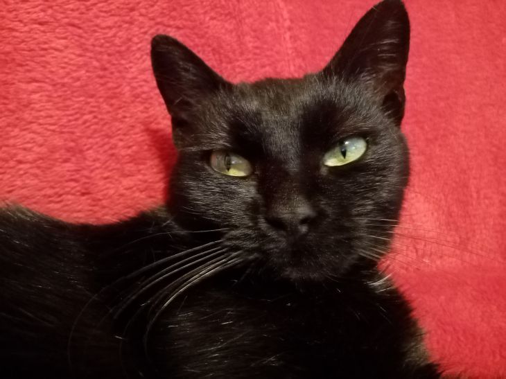 Почему коты любят спать в ногах у хозяина Кошка