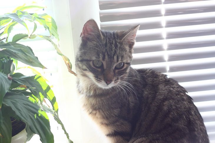 Что испытывает кошка, когда на нее кричат и ругаются Кошка