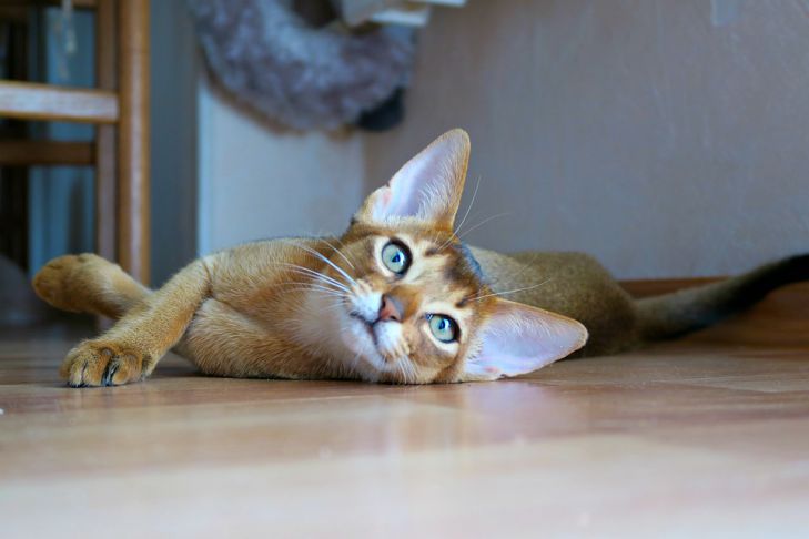 5 самых игривых и энергичных пород кошек кот