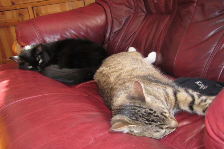 Что делать, если в доме пахнет животными: используем народную мудрость Коты