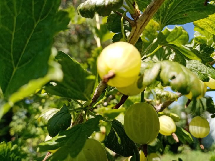 Крыжовник – растение из семейства розовых, распространенное в умеренном климате