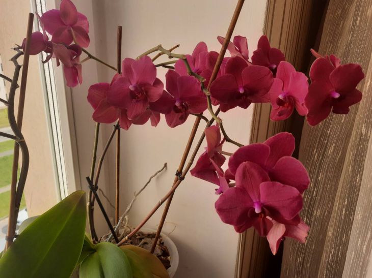 Шикарные букеты из орхидей в Киеве