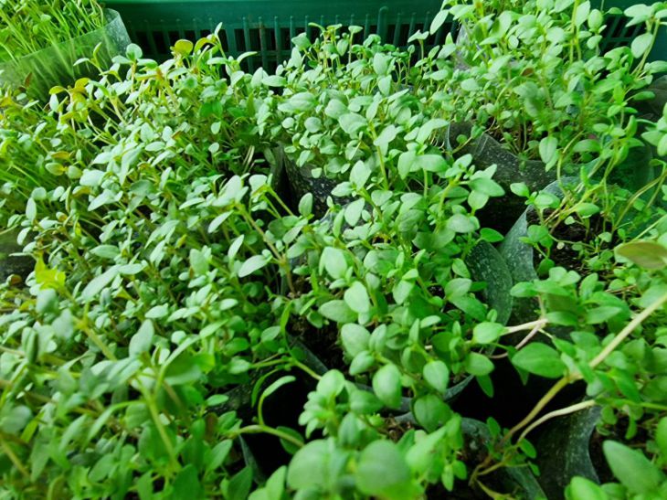 Проверенные средства для борьбы с черной ножкой Рассада