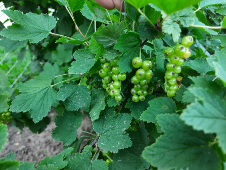 Саженцы смородины приживутся за 3 месяца: в помощь начинающему садоводу Смородина