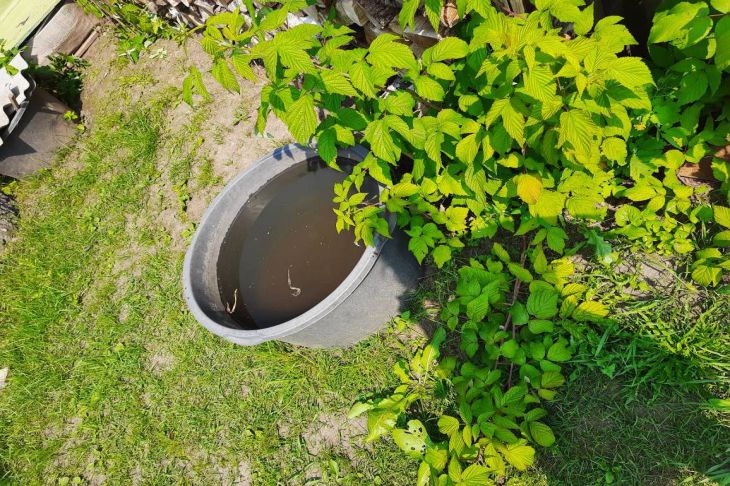 Как получить полезный отвар для полива растений: дачники зря выливают это средство ведро