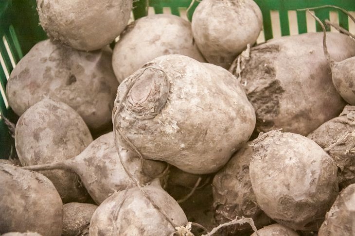 Это удобрение делает свеклу жесткой и невкусной: ошибка начинающих дачников Свекла