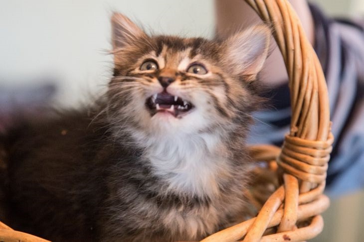 Зачем кошачьи мамы отгрызают котятам усы Котенок