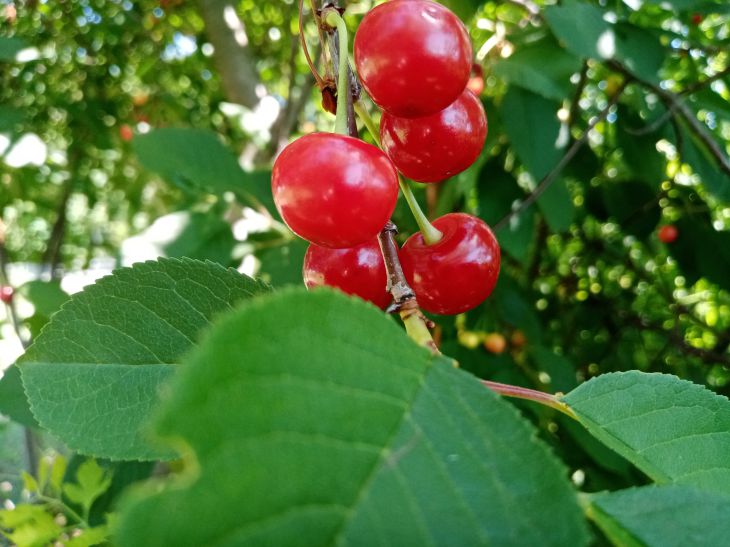 Вишня пропадет: этот грибок может уничтожить весь урожай ягод Вишня