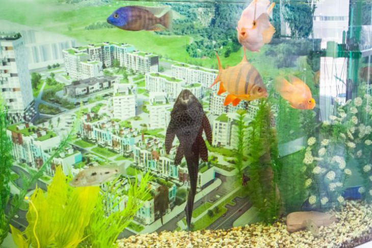 Необычная подкормка для комнатных растений: доступна только владельцам аквариумов Аквариум