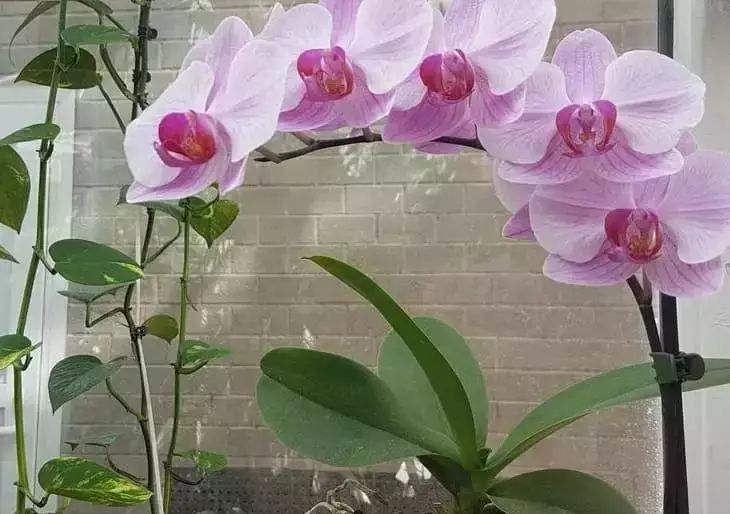 Подкормка орхидеи с помощью скорлупы. Три самых действенных способа