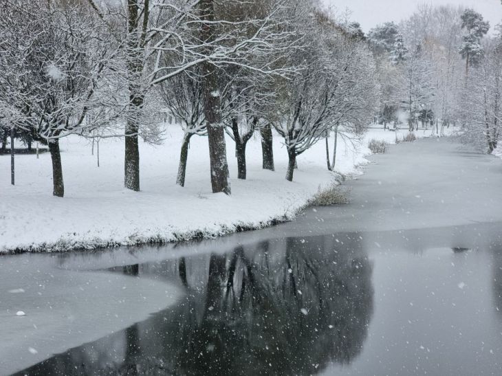 Деревья, зима