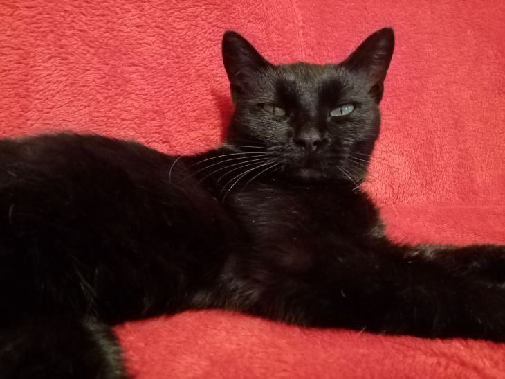 Как гладить кошку, чтобы это доставляло ей удовольствие кошка