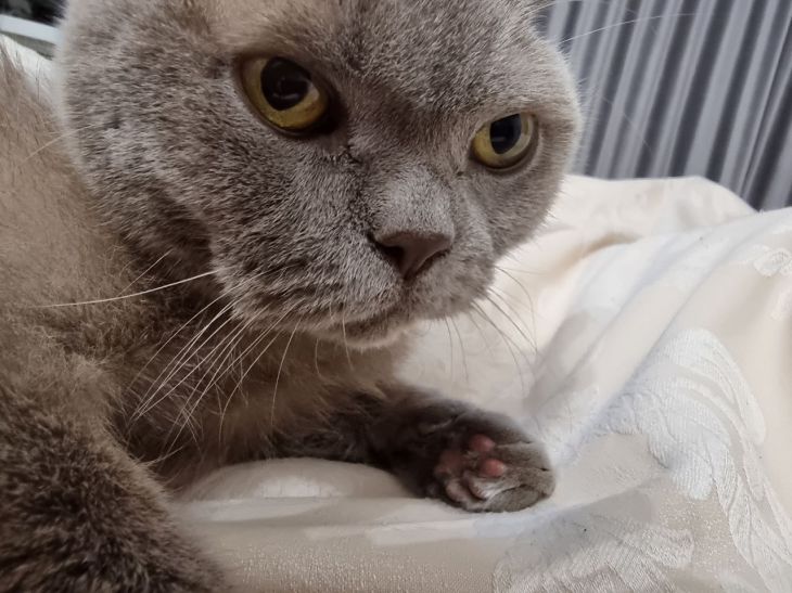 Почему кошки боятся пылесоса: простое объяснение кошка